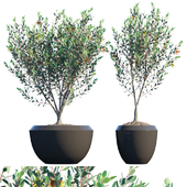 Plant in pots #18 : Eucalyptus Lehmannii