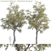 Eucalyptus Globulus | Tasmanian Bluegum