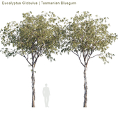 Eucalyptus Globulus | Tasmanian Bluegum