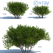 bushes for the exterior, 3 models