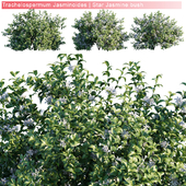 Trachelospermum Jasminoides | Star Jasmine bush