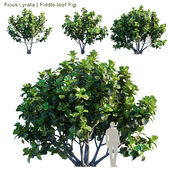 Ficus Lyrata | Fiddle-leaf Fig