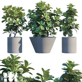 Plant in pots #19 : Ficus Lyrata | 3m