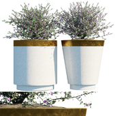 Plant in pots #20 : Leucophyllum frutescens