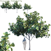 Ficus Lyrata | Feed-leaf fig #2