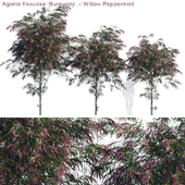 Agonis flexuosa "Burgundy" | Willow Peppermint
