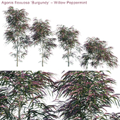 Agonis flexuosa "Burgundy" | Willow Peppermint #2