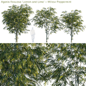 Agonis flexuosa "Lemon and Lime" | Willow Peppermint
