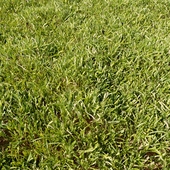High Details Grass