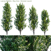 Laurus Nobilis | Bay tree | Grecian Laurel