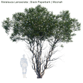 Melaleuca Lanceolata | Black Paperbark | Moonah #1