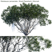 Melaleuca Lanceolata | Black Paperbark | Moonah #2