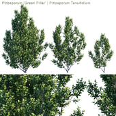 Pittosporum "Green Pillar" | Pittosporum Tenuifolium