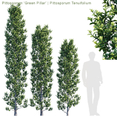 Pittosporum "Green Pillar" | Pittosporum Tenuifolium #2