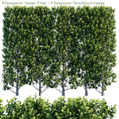 Pittosporum ‘Green Pillar’ | Pittosporum Tenuifolium hedge | 1m8