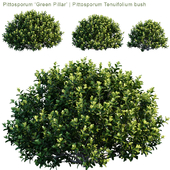Pittosporum "Green Pillar" | Pittosporum Tenuifolium bush