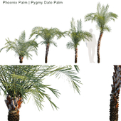 Phoenix Palm | Pygmy Date Palm