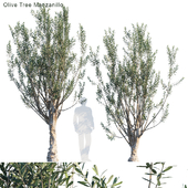 Olive Tree Manzanillo