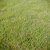 Grass_for_landscaping