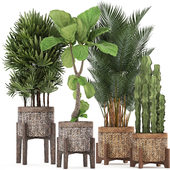 Plant collection 337. Basket, rattan, ficus lyrata, rapis, hovea, cactus, interior plants, eco design, natural materials, Raphis palm, Howea