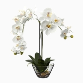 Phalaenopsis Silk White Orchid in Glass Vase