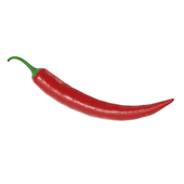 Chili pepper 02