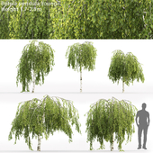 Береза повислая Юнги | Betula pendula Youngii #1(1.7-2.3m)