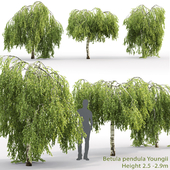 Береза повислая Юнги | Betula pendula Youngii #2(2.5-2.9m)
