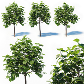 Paulownia Elongata (4m) 3 Tree Set
