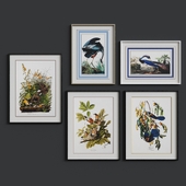 John-richard - Audubon's collections