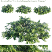 Creeping Plum Yew | Cephalotaxus harringtonia "Prostrata"