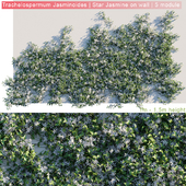 Trachelospermum Jasminoides | Star Jasmine on wall