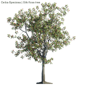 Ceiba Speciosa | Silk floss tree