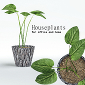 houseplants_001