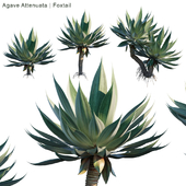 Agave Attenuata | Foxtail