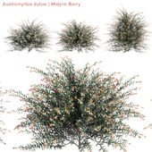 Austromyrtus dulcis | Midyim Berry