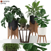 Plants collection 187 westelm
