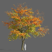 Maple Tree 2