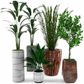 Loft Plants Collection