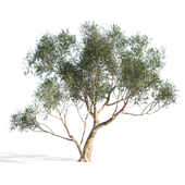 Eucalyptus 6