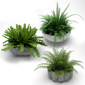 plants in flower pots, plants in flower pots 002