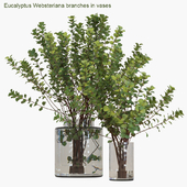 Eucalyptus Websteriana branches in vases #2