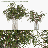 Eucalyptus Leucoxylon branches in vases
