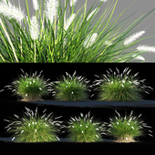 Pennisetum setaceum grass