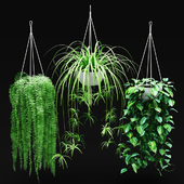Set of hanging plants in hanging flower pots | Hanged Plants set in a hanging planters
