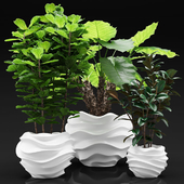 Indoor plants in white flower pots