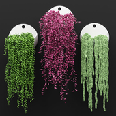 Hanged Plants set in a hanging planters | Set of hanging plants in hanging flowerpots