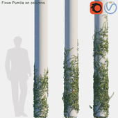Ficus Pumila on columns #1
