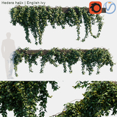Hedera helix | English ivy creeper