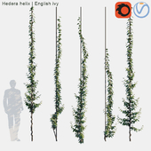 Hedera helix | English ivy vertical cordon